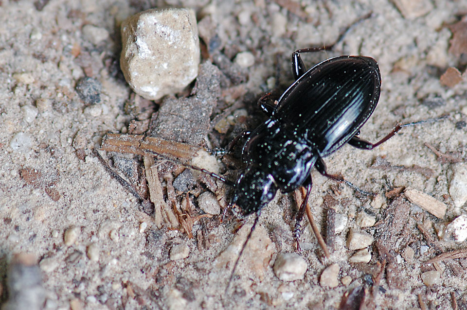 Coleottero: Pterostichus burmeisteri